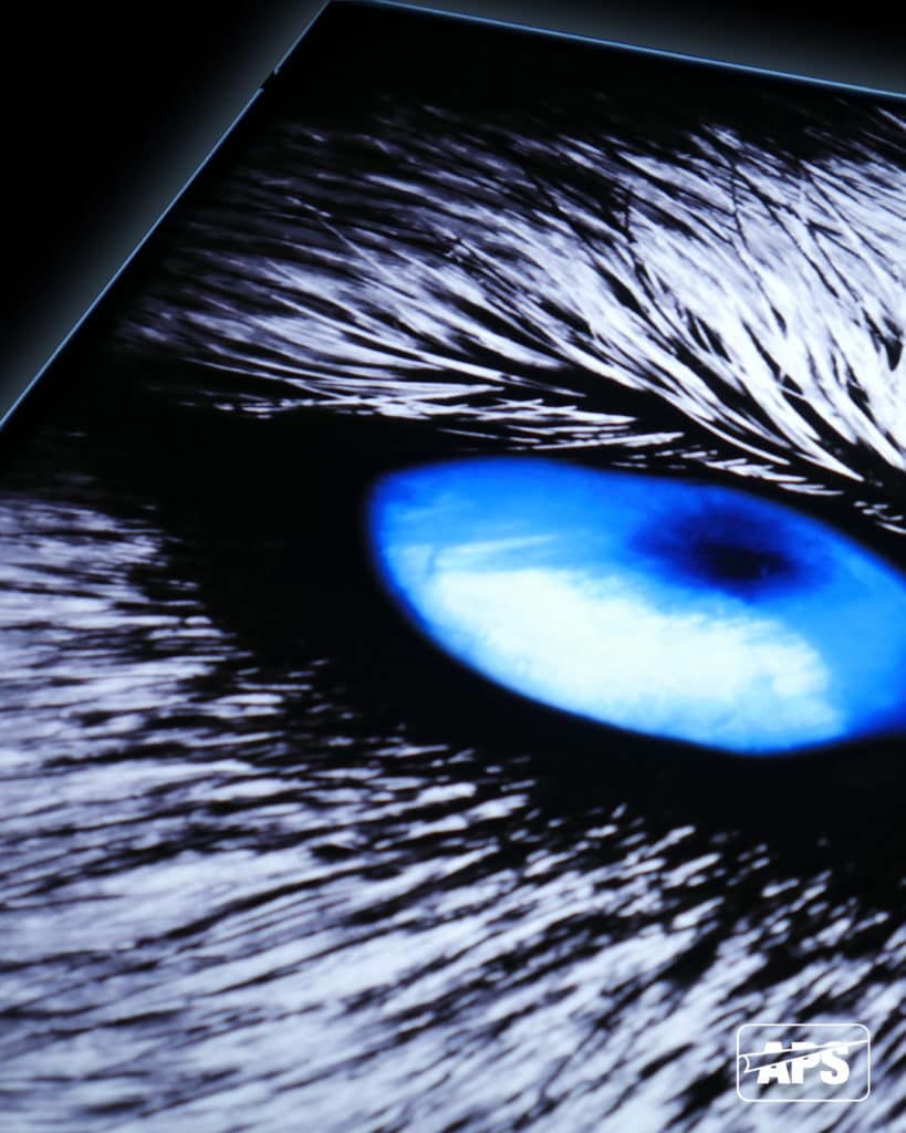 SBL220 PET backlit film with a printed graphic of a black and white wolf close-up on the face and a brilliant blue eye staring out from the centre of the image which is placed on a lightbox. The blue coloured parts brightly shine out while the rich black parts frame the colour.