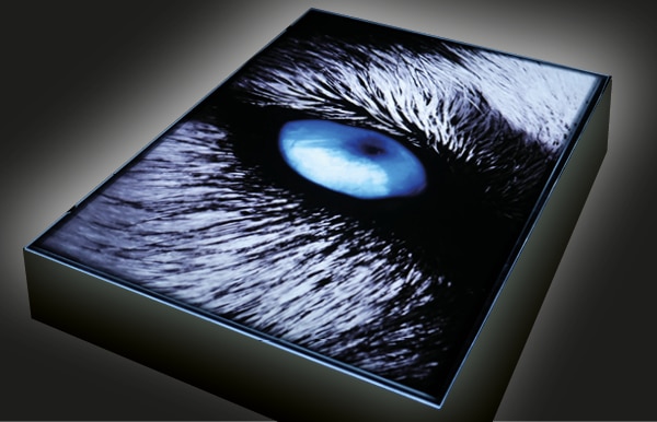 Viewed from the front and looking upwards showing an illuminated, mounted lightbox display frame in the dark with SBL220 printed backlit film graphic of a bright blue Wolfs eye and dense surrounding black and white fur in close up. The lit frame is shining out from the frame in all directions around the vibrantly printed image with dense blacks and vibrant coloured areas.