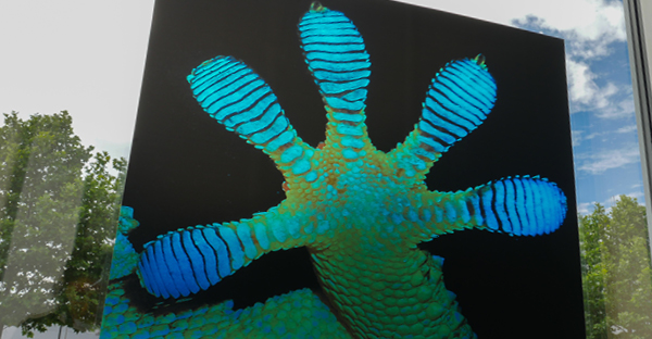 NU-COAT Cling2 Clear S21-Z printed window vinyl creating a translucent effect as the light comes through the window illuminating the printing ink and detail of the close-up image of a Gecko lizard's paw.