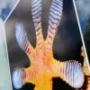 Cling2 S11-Z gloss white static-cling window vinyl promotional sign, applied on the internal side of a window, has been printed with a close-up detailed image of a Gecko lizard's paw as it clings to the window, with a white background margin area that surrounds the finished sign, with trees, blue sky and clouds visible in the background on the exterior side of the glass.
