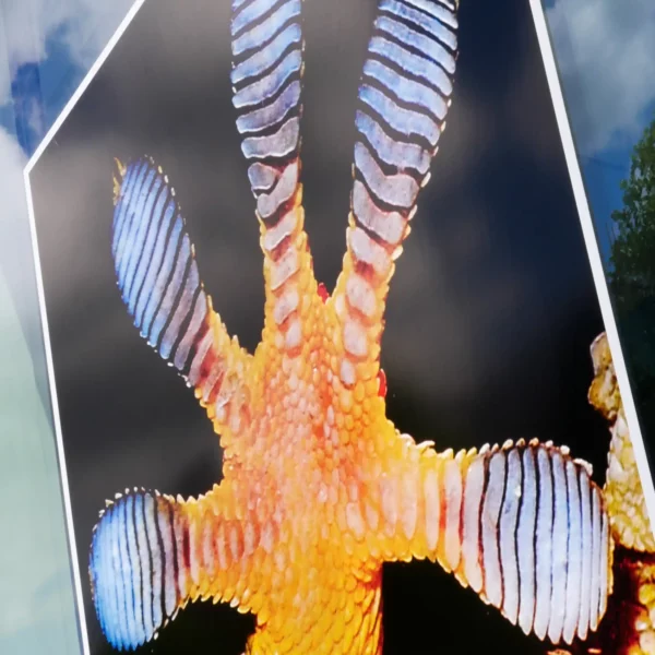 Cling2 S11-Z gloss white static-cling window vinyl promotional sign, applied on the internal side of a window, has been printed with a close-up detailed image of a Gecko lizard's paw as it clings to the window, with a white background margin area that surrounds the finished sign, with trees, blue sky and clouds visible in the background on the exterior side of the glass.