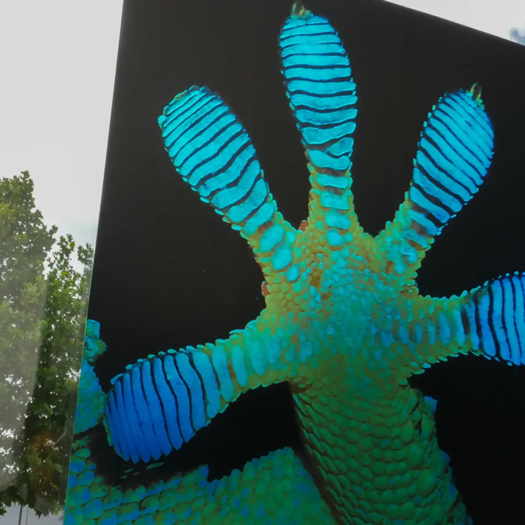 The Cling2 S21-Z print film in gloss clear finish displays a playful gecko paw print poster on an exterior window with the print vividly backlit by daylight coming in through the film, showcasing a vibrant gecko paw graphic that clings easily and seamlessly to glass.