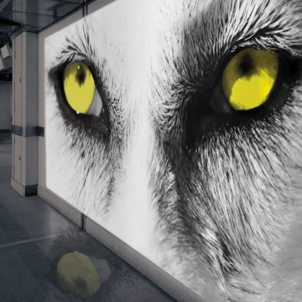 Striking illuminated graphic of a yellow-eyed wolf printed on GBL2 gloss front-print PET backlit display film with bold colour contrast against deep blacks for the high impact visual clarity.