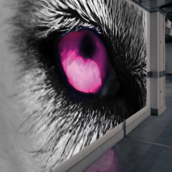 Vivid backlit display print featuring a vibrant magenta coloured wolf eye constrasted agains deepest black fur detail that has been printed on MBL2, non-adhesive polyester film. An ideal material for high-impact light box advertising.